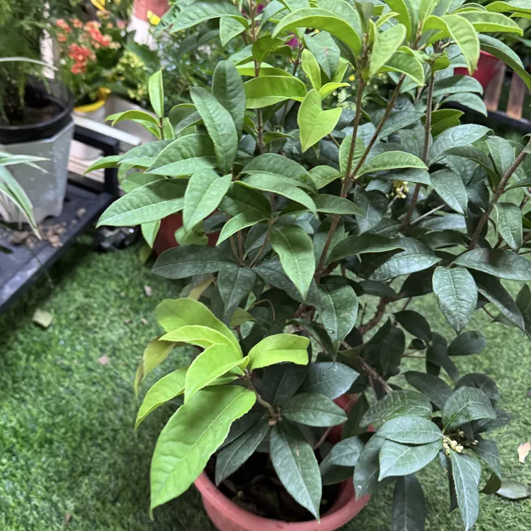 西藏包邮银桂桂花浓香型盆栽好养活庭院耐寒室内外阳台植物开花