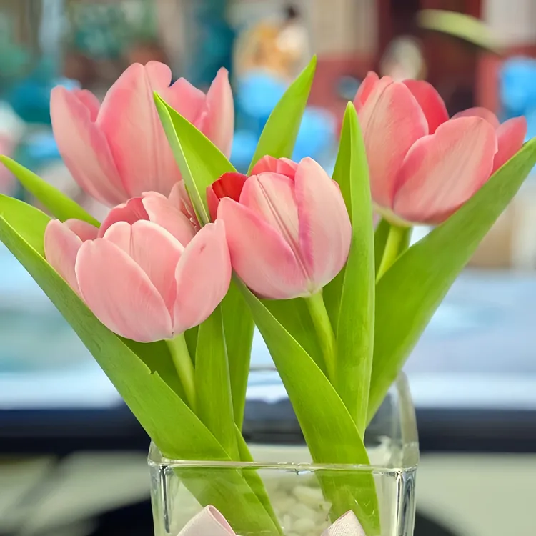 水培套装郁金香种球水培带芽盆栽室内外阳台庭院好养易活耐寒植物