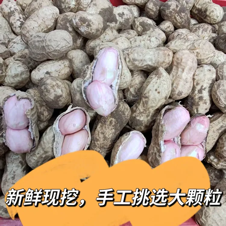 2025年人工挑选新鲜现挖带壳花生农家自种可生吃水煮薄皮