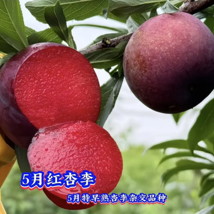 5月红杏李树苗/早熟红肉杏李裸根苗/李子苗/果苗