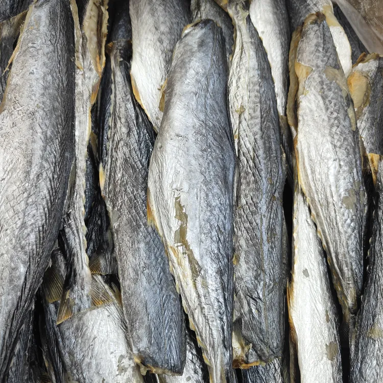 【3条/斤小马鲛鱼】潮汕汕尾港本港小马鲛鱼(去头去肚去内脏，食十足