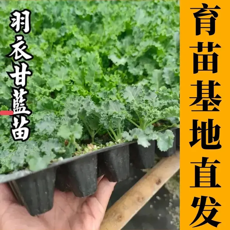 羽衣甘蓝苗蔬菜苗四季高产开春福利带土发货穴盘苗寿光苗场直发