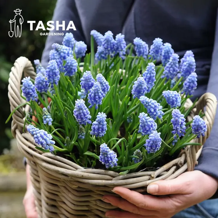 塔莎的花园葡萄风信子种球阳台观赏绿植秋季种植球根植物