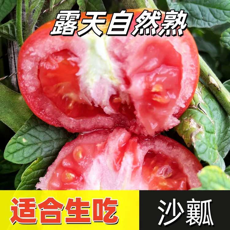 云南露天自然熟西红柿 带箱5斤