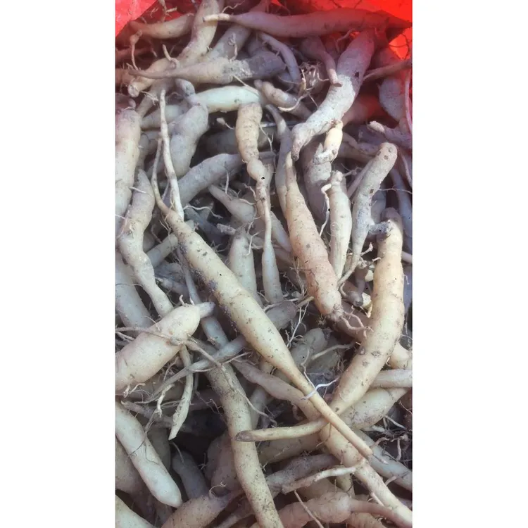 一斤温州七肾雁荡山野外新鲜菜头肾土太子参补肝肾壮筋骨风火牙疼