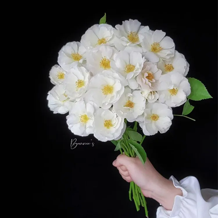 白帆之冬月季花可藤可灌长势快抗病性好一六八园艺