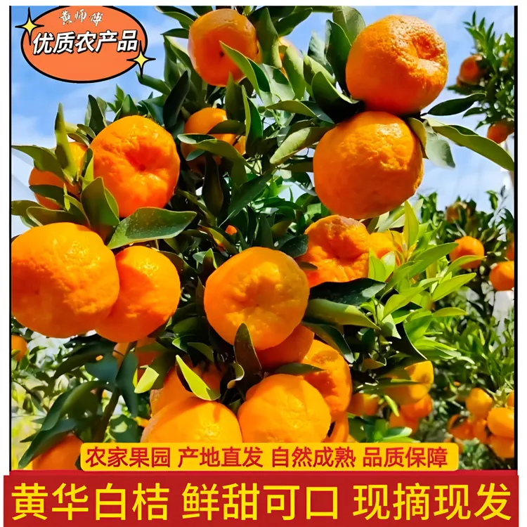 正宗云南永善黄华白桔 鲜甜多汁 现摘现发10/20斤包邮