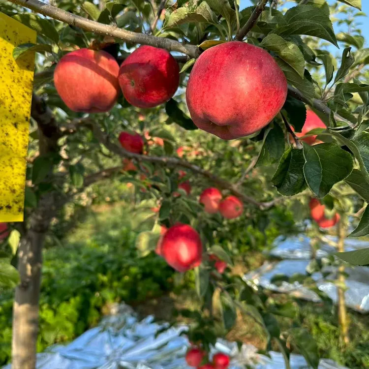 云南昭通早熟红露苹果 口感脆甜 纯甜无酸。