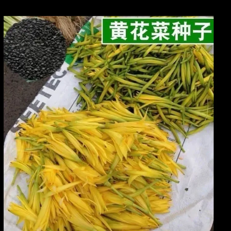 黄花菜种子四季播种金针菜补脑菜安神菜蔬菜种子
