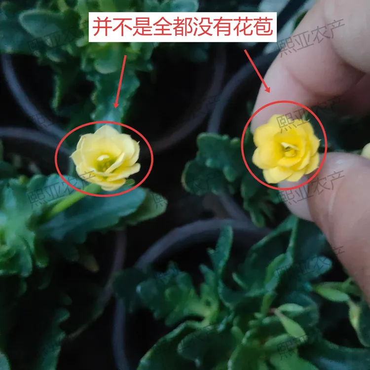 微瑕长寿花简单处理（不退不换）