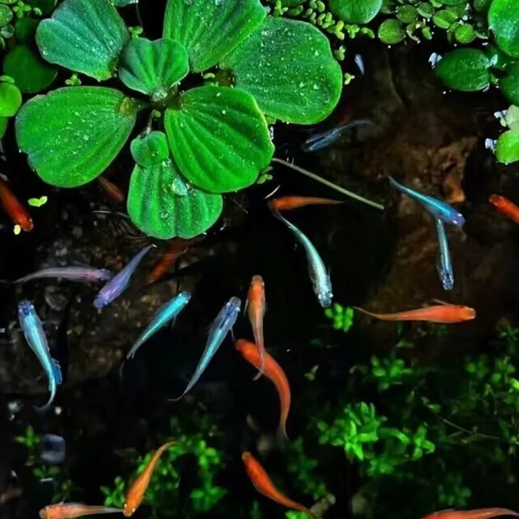 ‌小型淡水观背青鳉鱼苗‌｜不打氧观赏鱼锦鲤包活冷水鱼缸造景套装‌