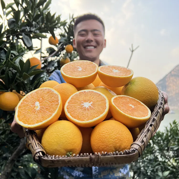 【自家果园】正宗秭归九月红果冻橙孕妇宝宝新鲜水果橙子现摘
