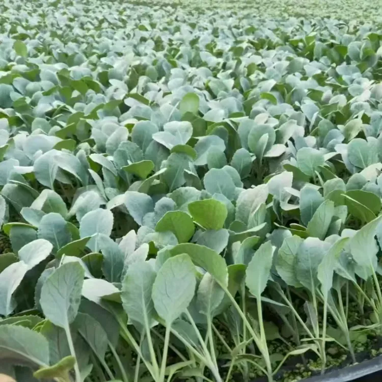 秋季移栽露地种植越冬有机松花菜苗菜花苗春季上市青梗雪面花菜苗