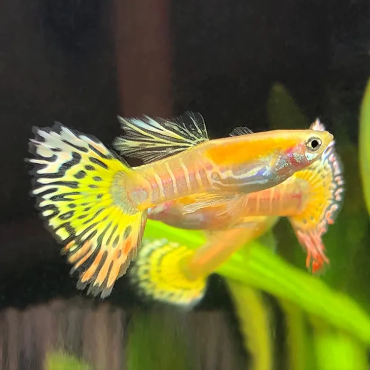 金老虎种鱼孔雀鱼胎生鱼观赏鱼热带鱼观赏养鱼小鱼金鱼凤尾冷水鱼