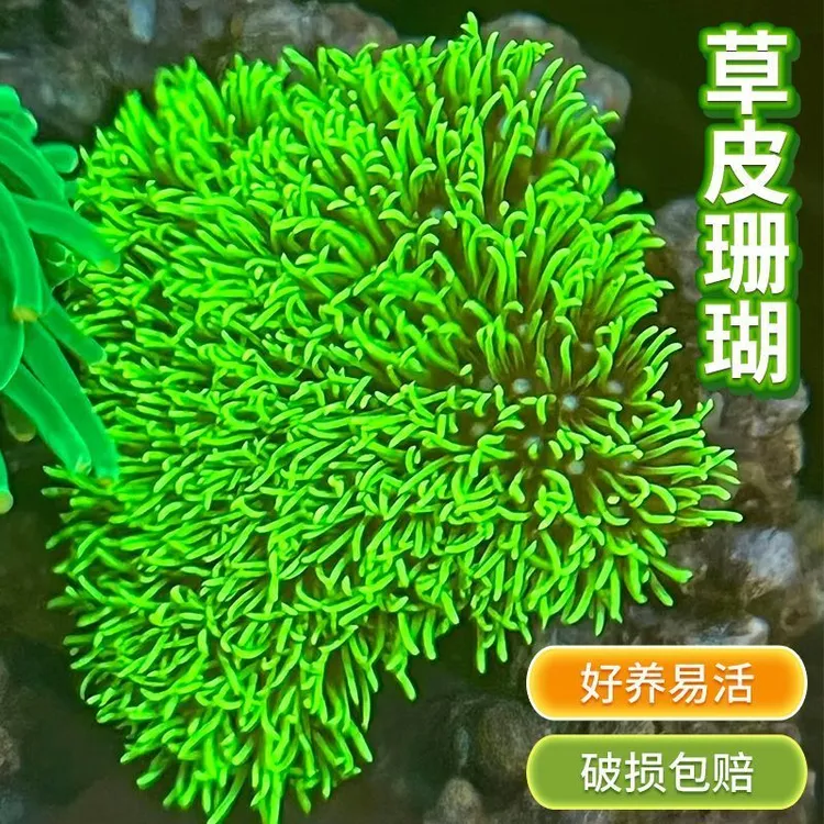 荧光草皮珊瑚软体珊瑚绿草皮海缸生物珊瑚皮实好养包邮到家