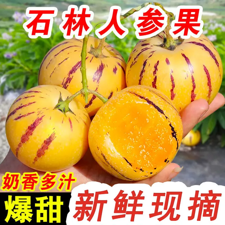 （树上自然熟） 云南石林人参果应季果黄肉圆果新鲜清甜多汁水果