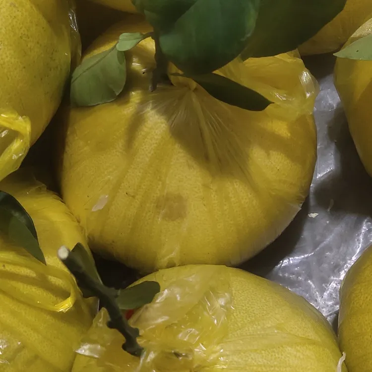 自然农法种植大果正宗玉环文旦柚新鮮采摘蜜柚文旦柚