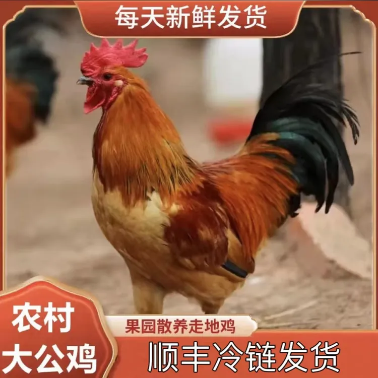 散养溜达 土公鸡