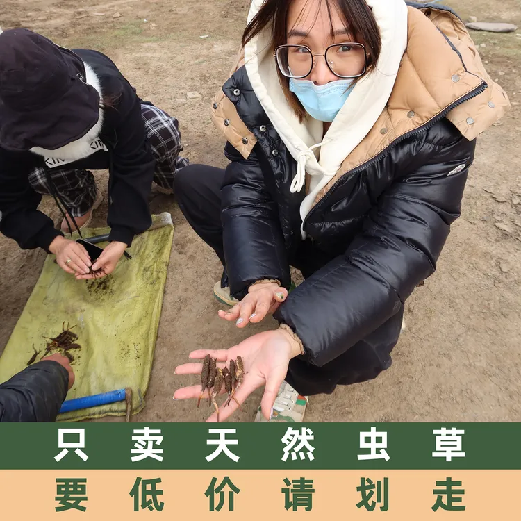 颐本初<尝鲜装*20根>2025年 野生新鲜冬虫夏草 果洛雪山草   