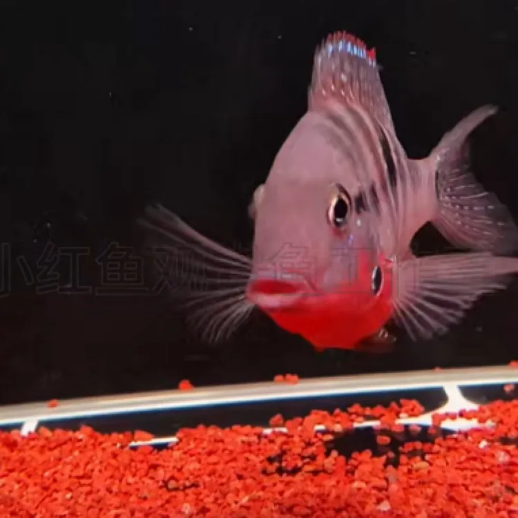 红肚火口观赏鱼热带鱼，慈鲷鱼，一手货源渔场鱼，不喂线虫