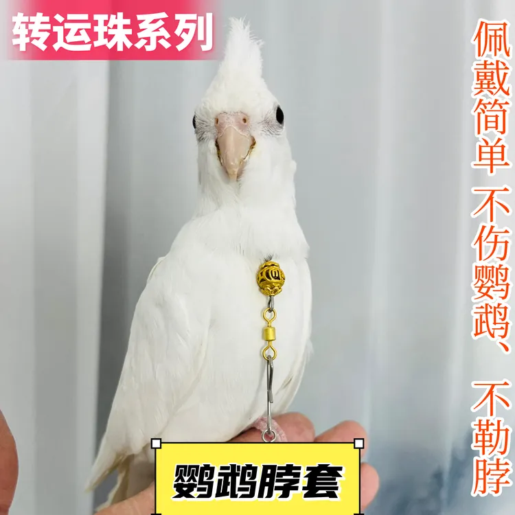 鹦鹉脖套脖圈不锈钢栓鸟链子放飞牵引项链和尚虎皮玄凤牡丹小太阳