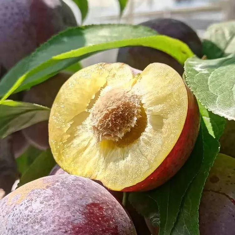 （5斤大果）四川高山现摘脆红脱骨李新鲜应季水果脆甜多汁