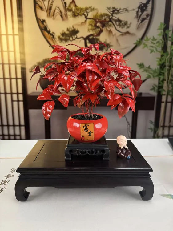 【年宵花】火焰南天竹四季观叶盆栽耐寒美观书房办公室桌面禅意摆件商品图