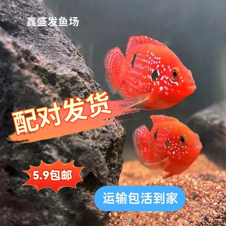 【%99人好评】血钻红宝石球鱼配对带孕发货观赏鱼孔雀鱼三湖慈鲷鱼