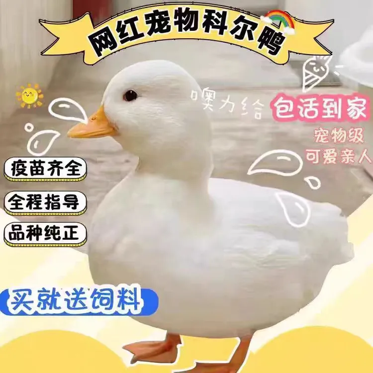 高颜值纯种短嘴柯尔鸭宠物鸭幼崽成年鸭宠物鸭小黄鸭柯尔鸭