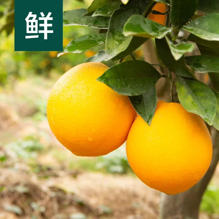 正宗湖南辰溪高山脐橙新鲜当季水果产地直发平安手剥甜橙