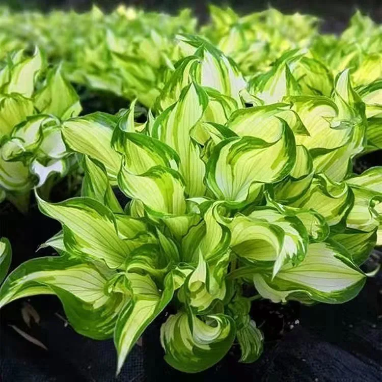 耐阴玉簪花苗水培土培宿根植物庭院花卉好养好看适合盆栽