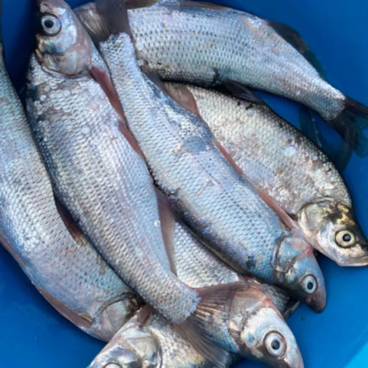 微山湖野生翘嘴肉质鲜美