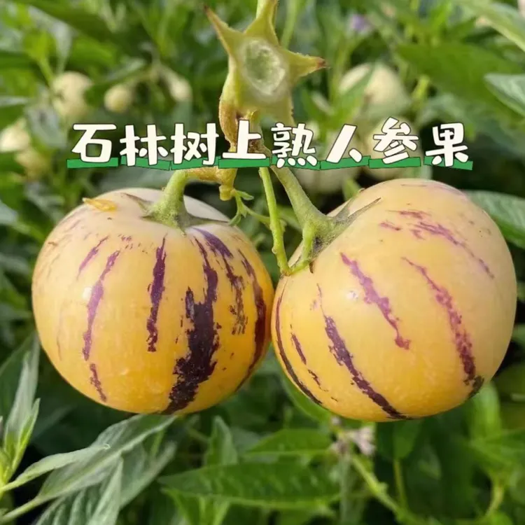 云南石林人参果自然成熟黄肉低糖清甜多汁产地包邮