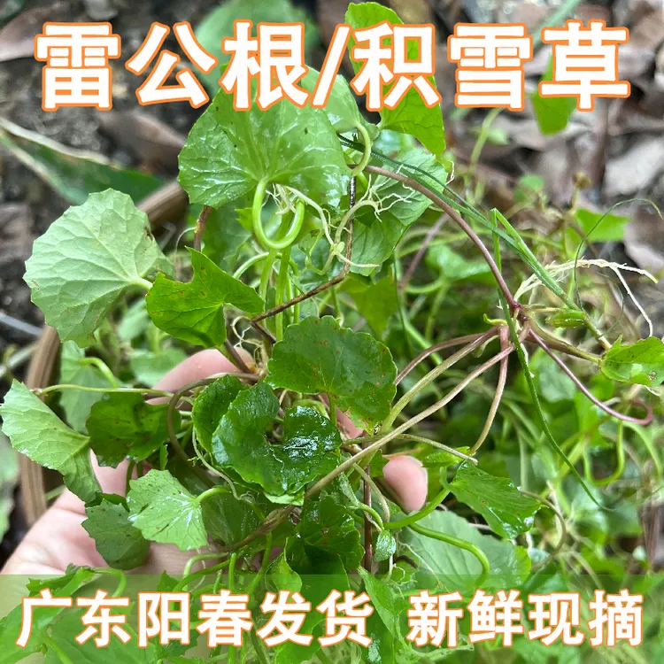 新鲜雷公根积雪草崩大碗马蹄菜野外现采煲汤榨汁纯露广东阳春发货