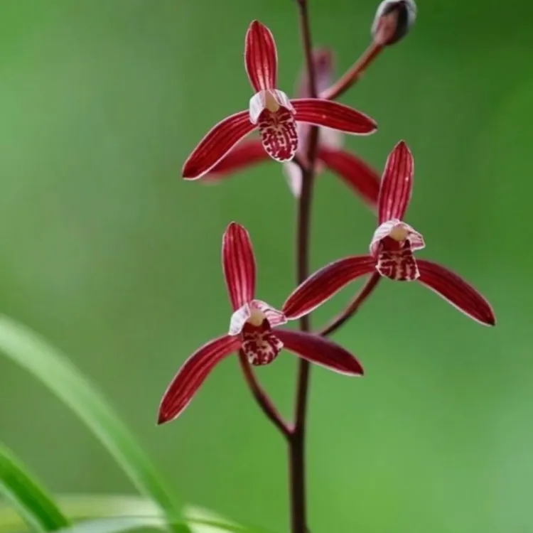 建兰墨宝兰花苗带花苞室内好养活浓香花卉