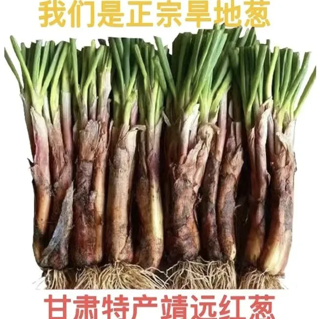 [俊林哥优选】2025甘肃靖远红葱红皮味浓适合炒菜炖汤炒肉包邮