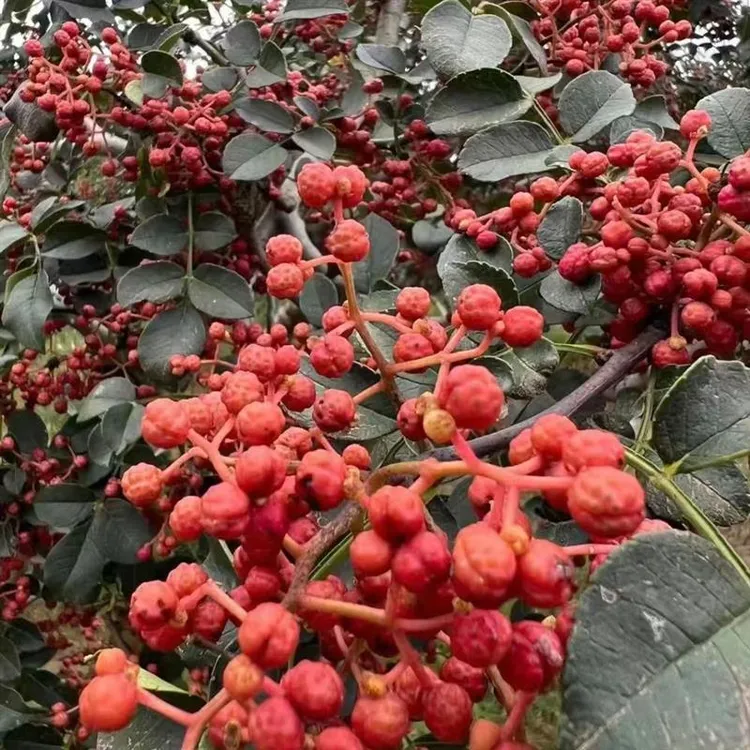 2年苗买一送一花椒树苗大红袍花椒苗树四川麻椒盆栽地栽花椒树苗