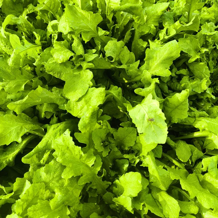 自冉香河南新鲜应季荠菜农家现挖现发无根霜冻荠菜当季时令小青菜