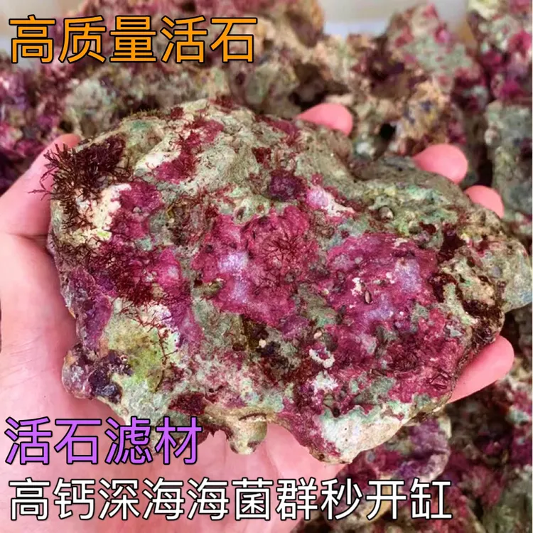 海缸活石新鲜深海免爆藻好看高钙海水过滤珊瑚缸带菌开缸净化海缸