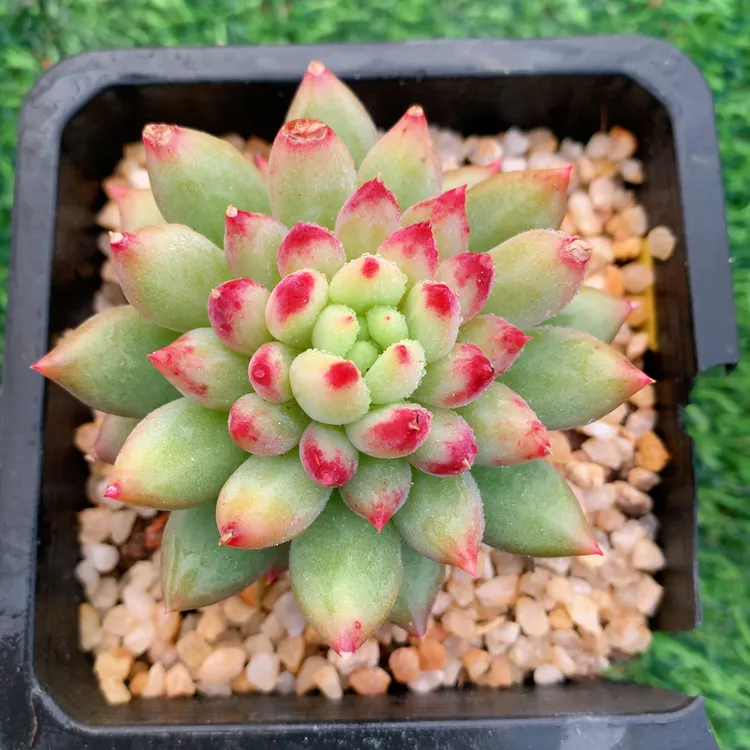 岩字单头5-7CM【花界草堂】精品多肉阳台盆栽新手易养双11一单包邮