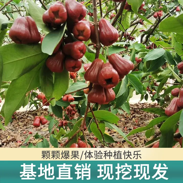 铭焕园林黑糖芭比挂果黑金刚大叶红莲雾阳台盆栽庭院种植结果带土