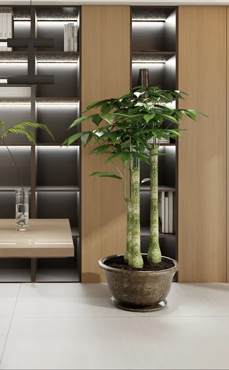 发财树步步高，1m8~2m高