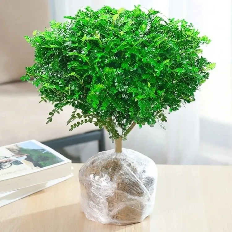 驱蚊驱虫好养的清香木胡椒木盆栽室内四季常青净化空气花卉除甲醛