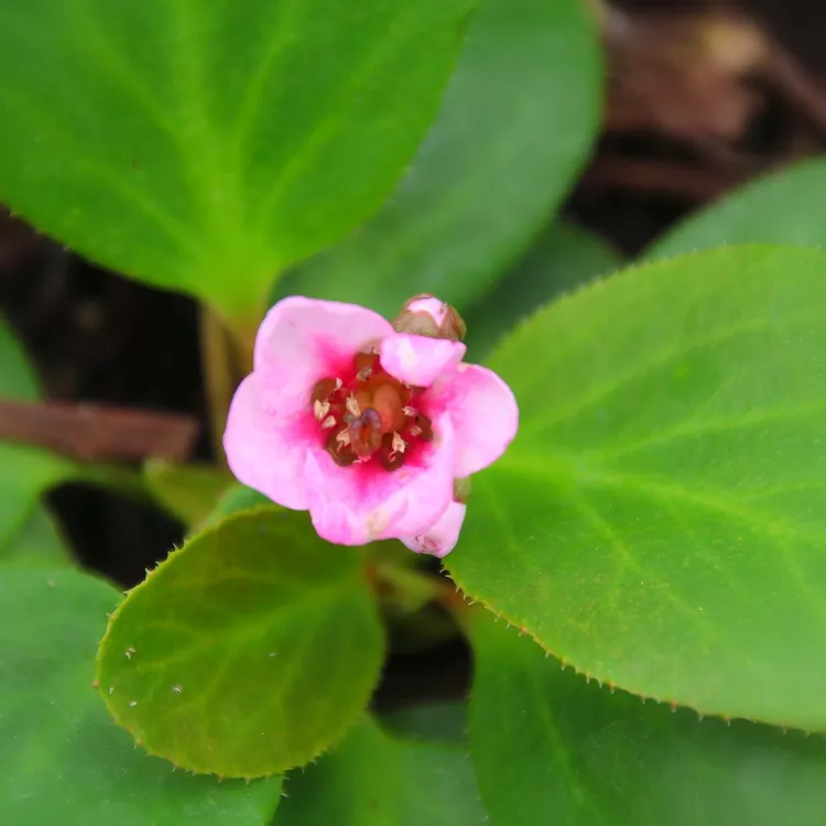 岩白菜粉蜻蜓盆栽阳台花卉耐寒耐阴低维护花镜多年生植物