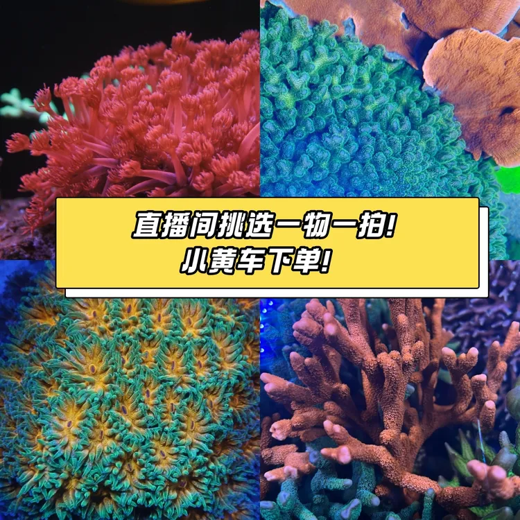小鱼大智直播间鱼缸制专拍误乱拍！