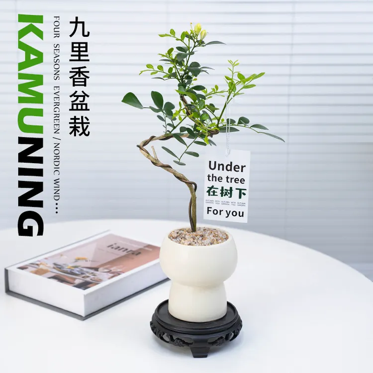 造型九里香ins风绿植盆栽四季开花植物花卉盆景客厅办公桌面摆件