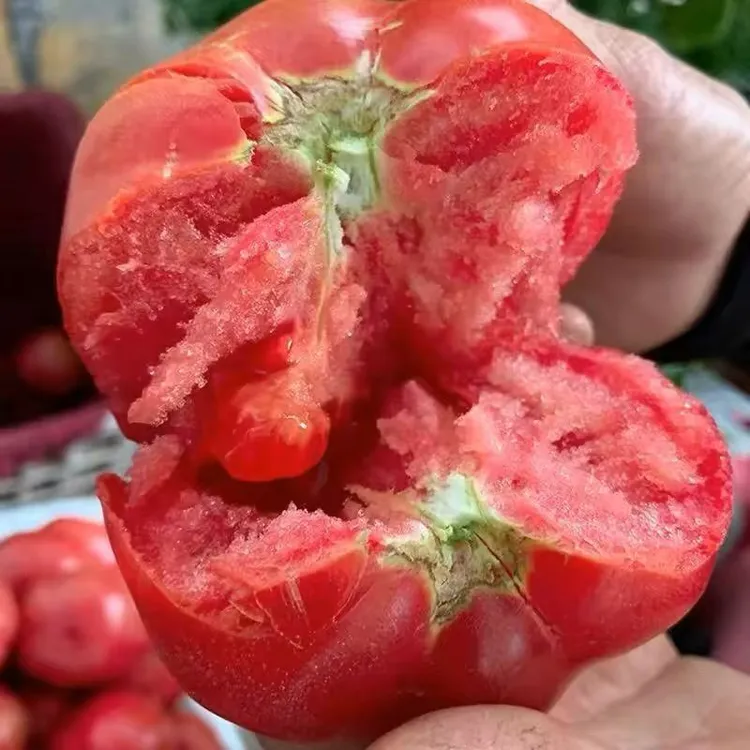 甘肃沙瓤西红柿粉果番茄自然熟适合生吃的孕妇小孩应季水果蔬菜