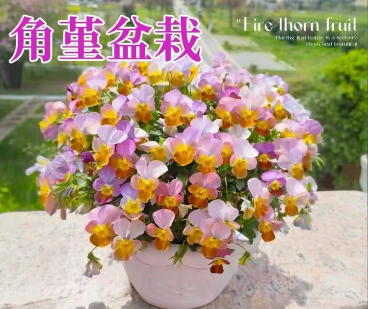 【一物一拍】角堇三色堇盆栽耐寒冬季好养护多色大花室内过年花卉