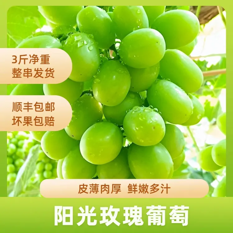 【精品】白滩寺阳光玫瑰应季新鲜精品水果果园直邮