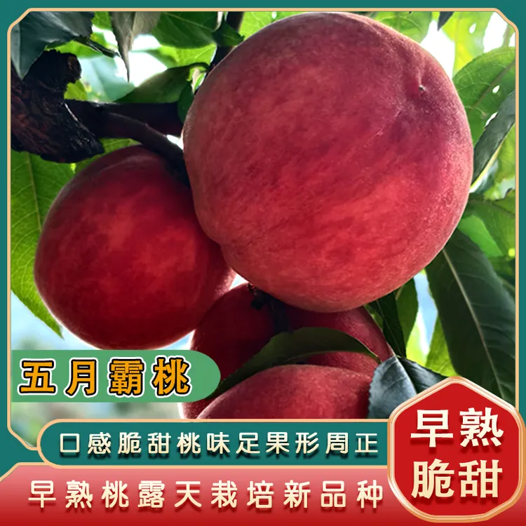 五月霸桃苗/早熟果型美果个大/产量高耐贮运汁多脆甜桃味足颜色美